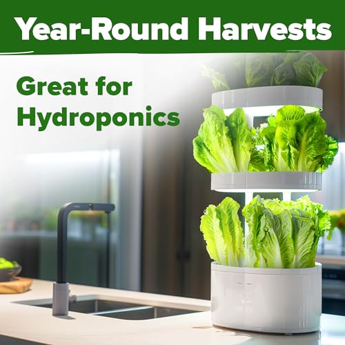 Image of HOME GROWN Parris Island Romaine Lettuce Seeds 7000+ Bulk Pack Heirloom Non-GMO, High Germination, Crisp Cos Lettuce for Planting, Indoor Outdoor Hydroponic Garden, Slow to Bolt (Lactuca Sativa)