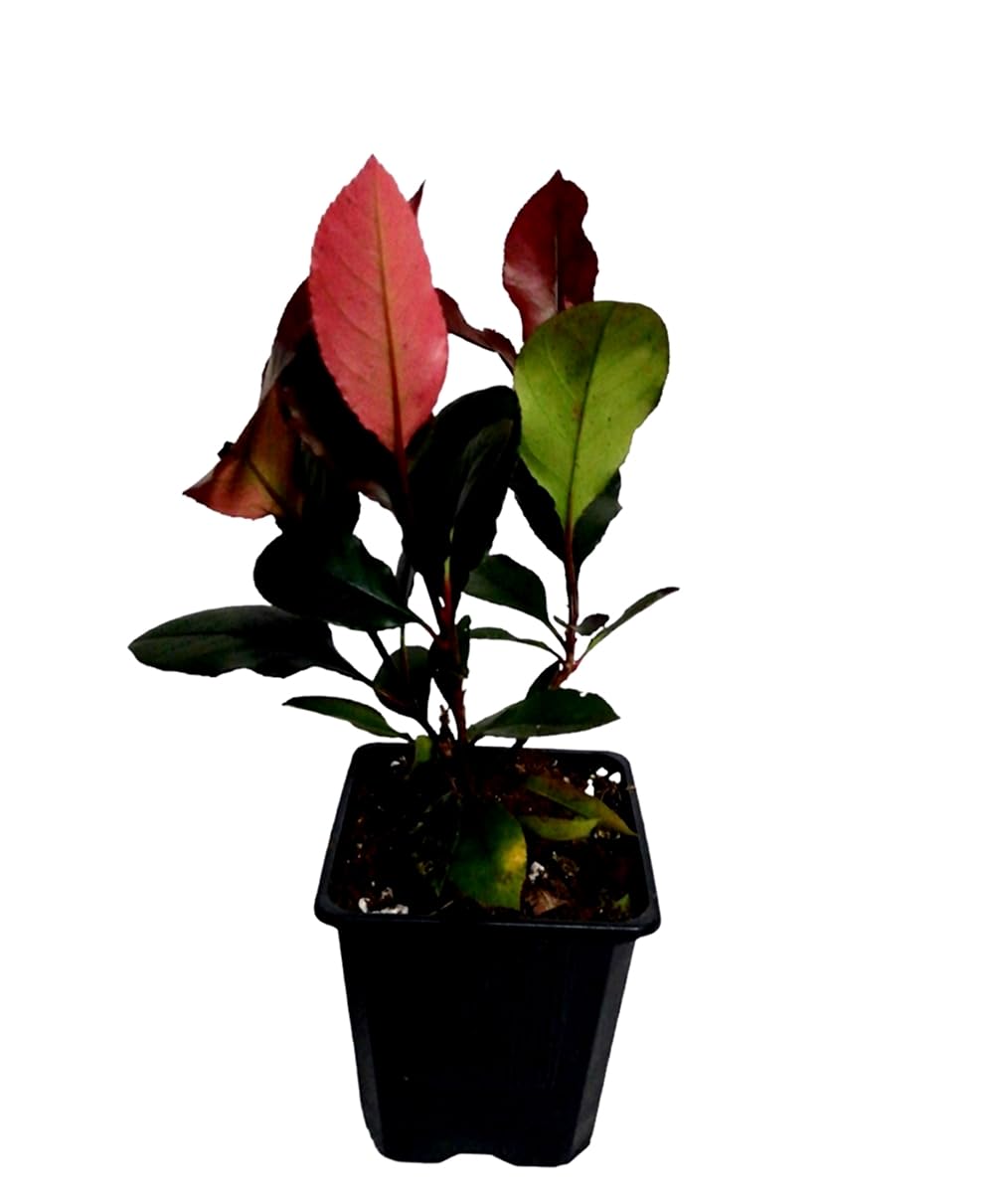 ¡¡¡ 10 Plantas !!! natural 20-30 cm, Planta natural Photinia Red Robin, fotinea, potinia. Para setos, bordes o como elemento focal en el jardín. Segura Garden.