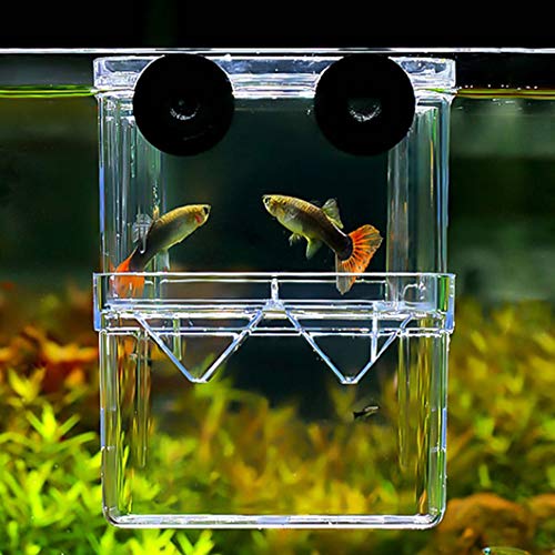 FGXY Aquariumvissen Fokdoos, Aquarium Fokken Isolatie Box, Multifunctionele Fokken Incubator Doos, Fokkerij Incubator… - Afbeelding 5