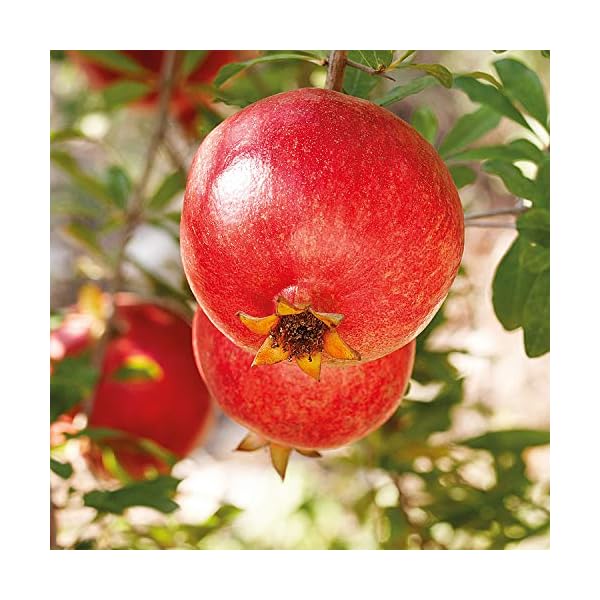 Weleda GRANATAPFEL Regenerierendes Pflege-Öl (6 x 100 ml) – Bild 8