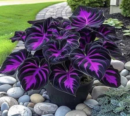 50pcs Black Pink Colocasia Seeds for Planting, Exotic Elephant Ear Plant Seeds for Outdoor & Indoor Gardening | Tropical Foliage Plant Seeds
