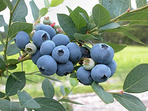 2 Duke Northern Highbush Blueberry - 2 Year Old Plants - 18 to 24 inches - Hand Picked Nursery