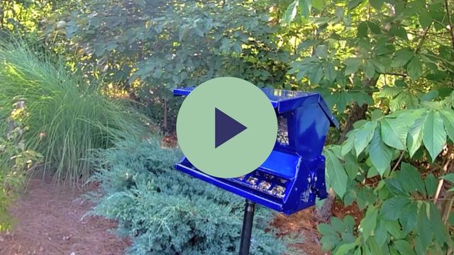 Amazon.com : II Absolute Blue : Wild Bird Feeders : Patio, Lawn