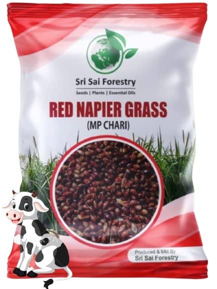 SRI SAI FORESTRY Red Napier Grass Seeds 5000 Seeds Pack | High Yield Multicut MP Chari Grass Seed (B0C2N7VMF6) Amazon Price History, Amazon Price Tracker