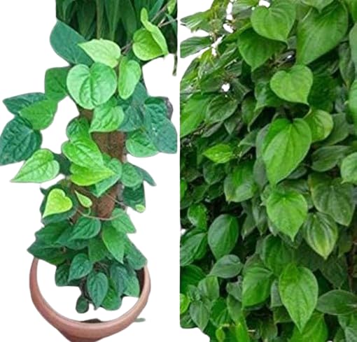 TENDER LEAVES Beteel leaves plant (Piper sarmentosum),Paan Betel Leaf (Magai Paan) Meetha Paan (Sweet Paan) Live Healthy Plant Pack of 1 In Grow-Bag.
