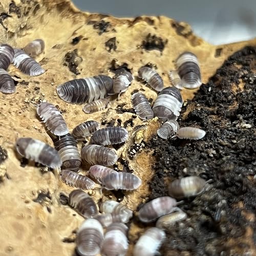Live Panda King Isopods - Cubaris sp. - Live Arrival Guaranteed (12 ct.) (12 ct.)