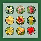 6 piezas plantas de canna comprar sin bulbos plantas bulbo de flor perennes resistentes Canna indica - flores de cannas acónitos de invierno bulbos resistentes perennes