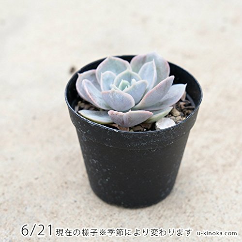 多肉植物エケベリア　ブルーサプライズ Amazon.co.jp: ブルーサプライズ 7.5cmポット 多肉植物