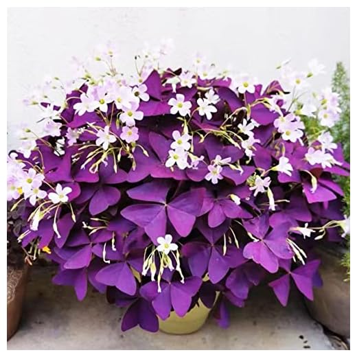 12+ Bulbs Purple Shamrocks Oxalis Triangularis Lucky Lovely Flowers Bulbs Grows for Planting Indoors or Outdoors