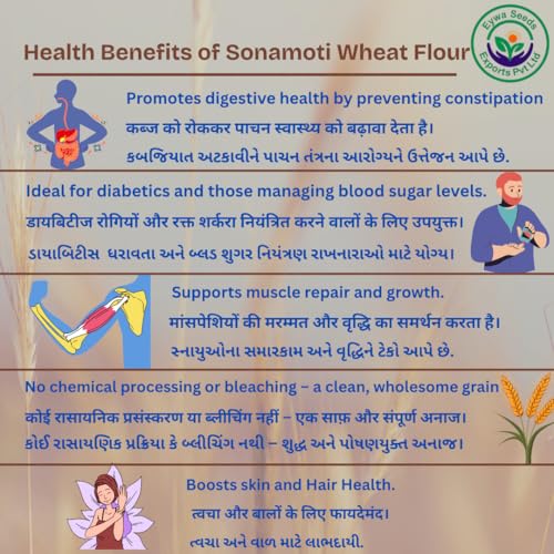 Image of Eywa Seeds & Exports Pvt Ltd Organic Sonamoti Wheat /Pagambari Wheat Flour (10 Kg) For Eating And Cooking|Sonamoti Golden Daane Wheat|Produce Of India From Organic Farms