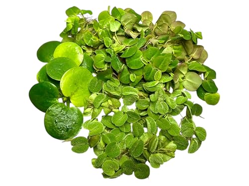 Algenkiller Schwimmpflanzen 3er Set für dein Aquarium, Limnobium, Phyllantus fluitans und Salvinia minima