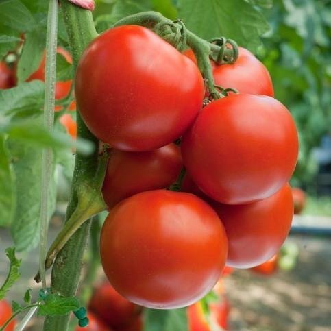 National Gardens Tomato S-22 Seeds (B01GD99RL4) Amazon Price History, Amazon Price Tracker