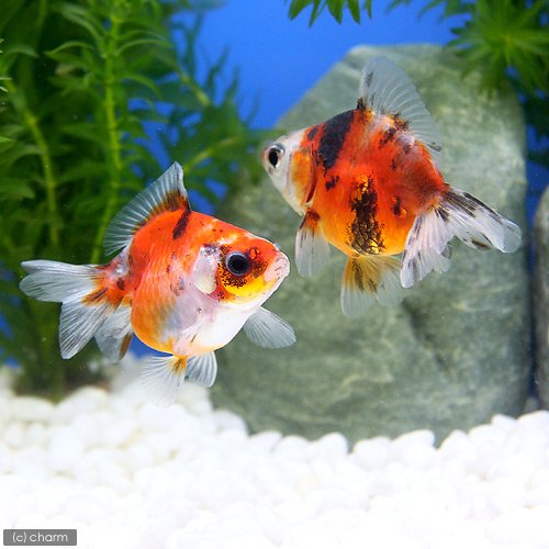 専用商品K-9523 玉乗り猫チャーム(金魚 花火 琉球ガラス) m82918559875_1.jpg?1751181872