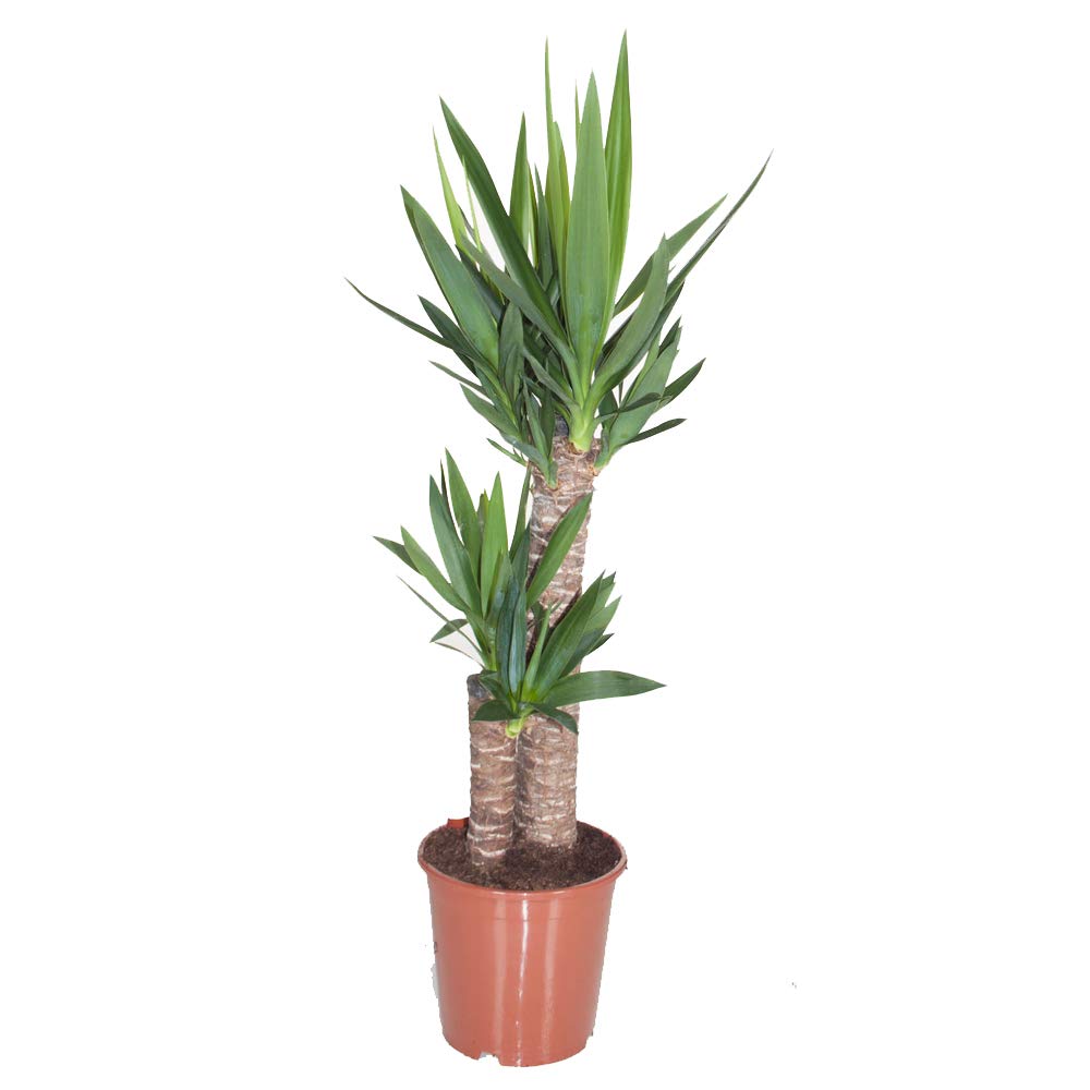 Buy Large Yucca House Plant Easy to Grow and Undemanding Spineless Yucca, Long Lasting, 1 x