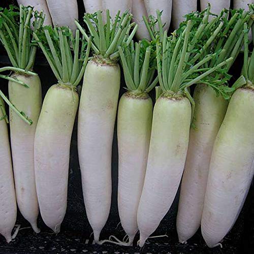 Floriculture Greens Radish White Long Vegetable Seeds (B07MFY7XQS) Amazon Price History, Amazon Price Tracker