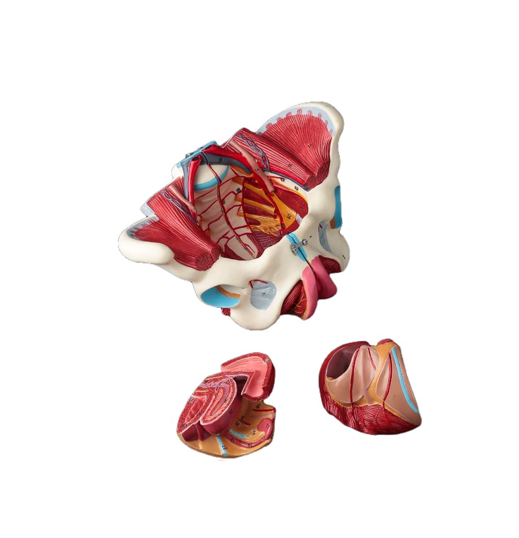 Zaawansowany Model Anatomiczny Kobiecej Miednicy, Zdejmowany, 4 Części, Kobiety, Pasek Mięśniowy Podłoża Miednicy, Narządy Płciowe, Macicy Neuromięśniowej,