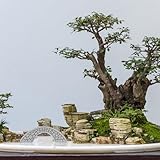 Zoom IMG-1 happyyami 2pcs bonsai pietra ponte Zoom IMG-1 happyyami 2pcs bonsai pietra ponte