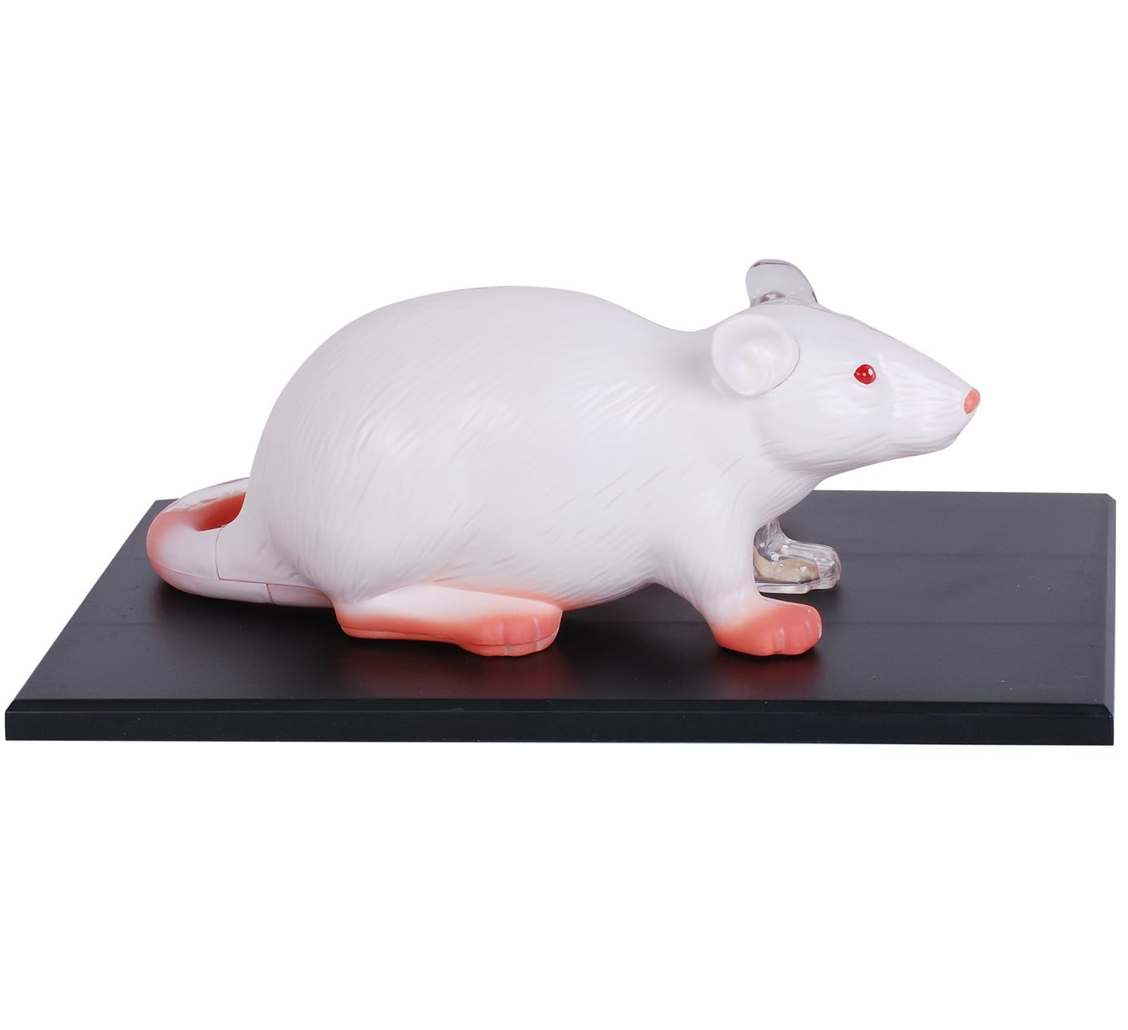 YNIYUJKL 4D Rat Anatomy Model,29 Detachable Rat Organ And Body Part,Animal Anatomy Model For Biology Animal Medical Teaching And Research