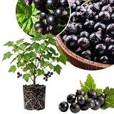 Black Currant Plant Live, Sweet Currant Berry Fruit Starter Plant, 6-12 Inch Tall