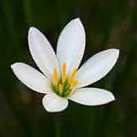 Amazon.com : White Rain Lily Bulbs for Planting