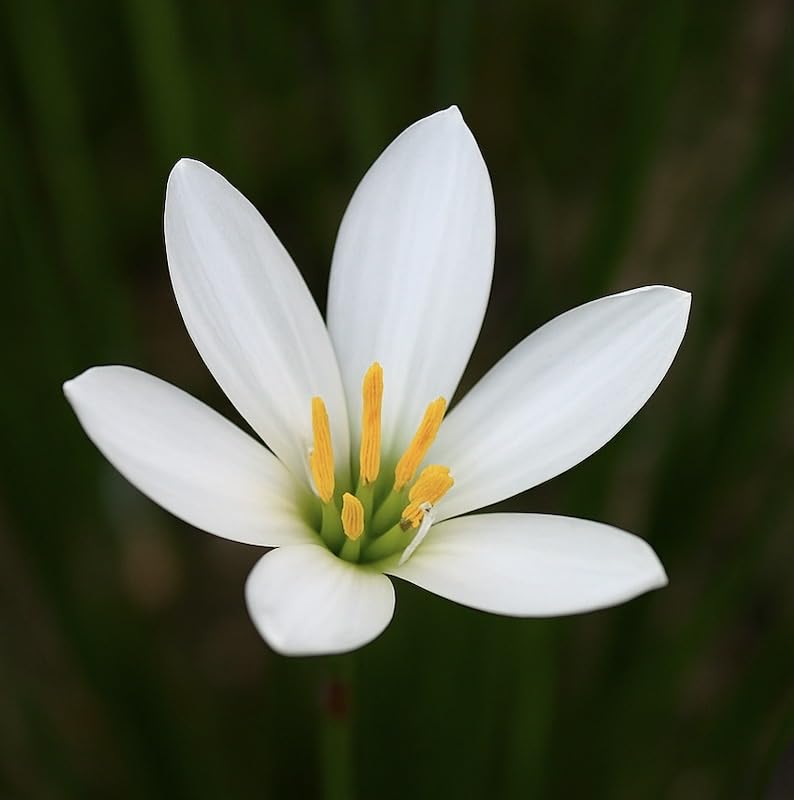 Amazon.com : White Rain Lily Bulbs for Planting – Zephyranthes