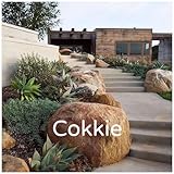 immagine banner Amazon