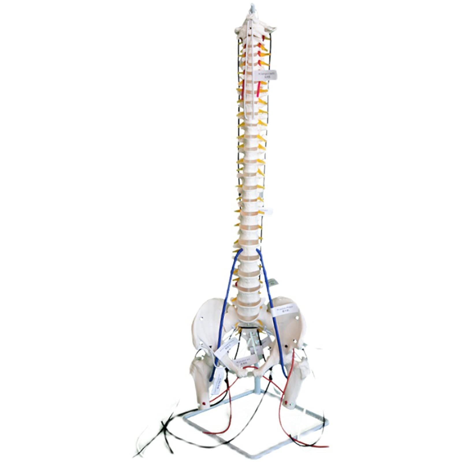 Buy Flexible Chiropractic Spine Model Spine Anatomy Model with