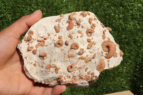Image of Douvilleiceras & Gastropods Plate Cretaceous Fossils Fossils from Morocco Fossil Rock ammonites Fossil A113