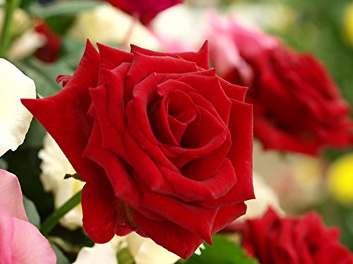 Play like a floweR by On0926 on Amazon Music