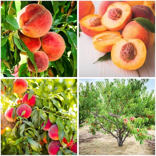 Mixrug 5+ Organic Peach Fruit Tree Seeds for Planting-Peaches Seeds Made in USA Seed Non-GMO Heirloom for Garden Outdoor
