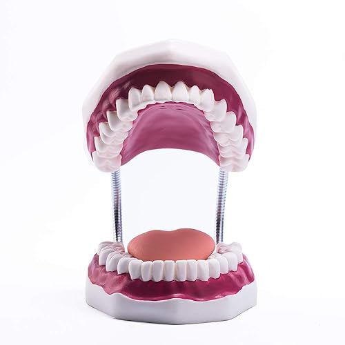 Miniatura 5 de El modelo dental del diente grande 6 veces amplía el modelo de la boca de la dentadura con la lengua movible para la terapia del habla