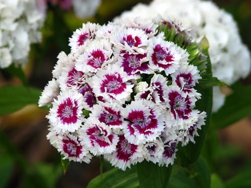 Image of Sweet William Flower Seeds - Vibrant Biennial Garden Flowers, Fragrant Blooms for Borders, Containers & Bouquets - Easy to Grow (Pack Of 50+ Seed)