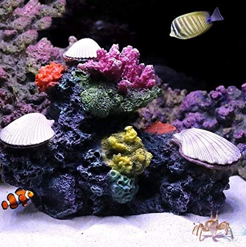 Amazon.co.jp: PUUCKA(よし) メダカ 熱帯魚 水槽 サンゴ 貝