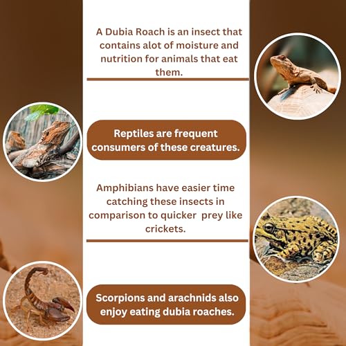 DUBIA FARMS 100 Extra Small Live Dubia Roaches from in Container, Live Reptile Food for Bearded Dragons, Turtles, Lizards, Frogs & Toads, Feeder Insects (Extra Small) - Image 6