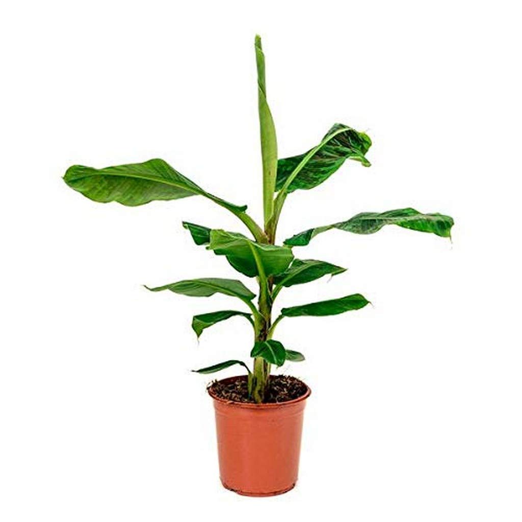 OhhSome Live Plant Home Garden Sweet Yellow Banana Exotic Plants for Fruit (1 Healthy Live Fruit Tissue Culture Plant) (B09N951BHV) Amazon Price History, Amazon Price Tracker