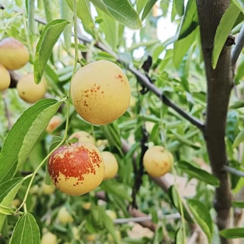 semi resistenti di palma da dattero rare di giuggiole, interno, aiuole rialzate resistenti all'esterno 40pcs