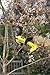Ryobi RY18SCA-0 18V ONE+ Cordless Secateurs (Bare Tool), Black