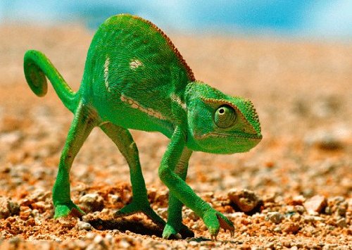 Reptiles-3D Lenticular Postcard Set (Pack of 3)