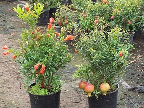See full amazon price history chart for PlantaZee Red Anar Suitable for Bonsai Live Plant (Pot Included) Pomegranate Fruit Plant PlantaZee Red Anar Suitable for Bonsai Live Plant (Pot Included) Pomegranate Fruit Plant (B0B1TWXJFY) Amazon Price History, Amazon Price Tracker