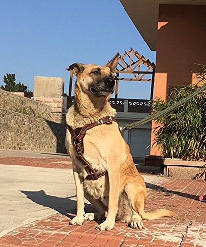 Ocsoso Durable Finest Brown Genuine Leather Dog Vest Harness Safety Dog Leather Harness Brass Plated For Medium Or Large Dogs 33.5"-35" Chest With Dog Leash Hook #TOP4