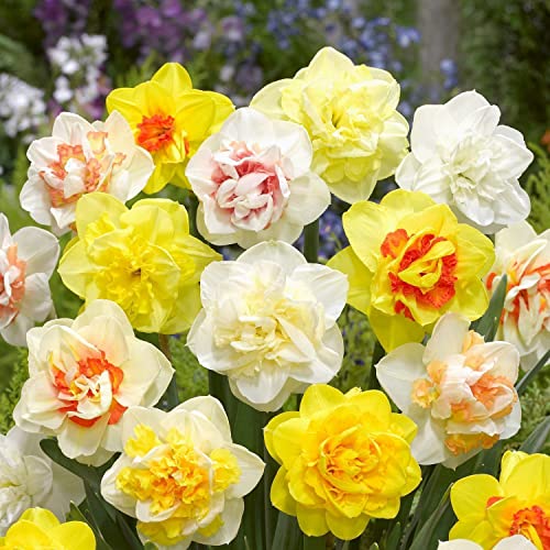 15 Bulbi Di Narcisi Misti - Daffodil Mix Alta Qualit&agrave; Per Giardino E Balcone