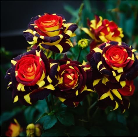 Brillante Bulbi di Rosa - Perenne, Colori vivaci, Bassa Manutenzione, Decorazione d'Interni-5 Bulbi-A
