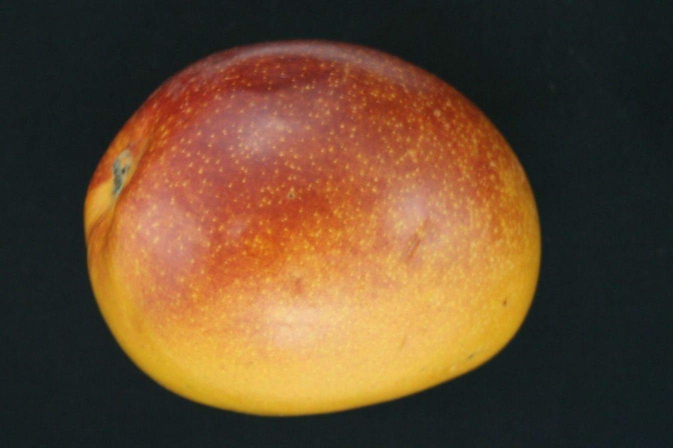 Exotica Orchid sPremium Grafted Ambika Mango Plant | Enhance Your Garden with Exquisite Ambika Mangoes | (B08PZ82TBV) Amazon Price History, Amazon Price Tracker