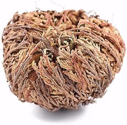 Miniatura 6 de Yerbero - Paquete de 2 flores secas Jericho de rosa grande de 2.5 a 3.5 pulgadas  Selaginella Lepidophylla  Planta de resurrección  Rosa seca de