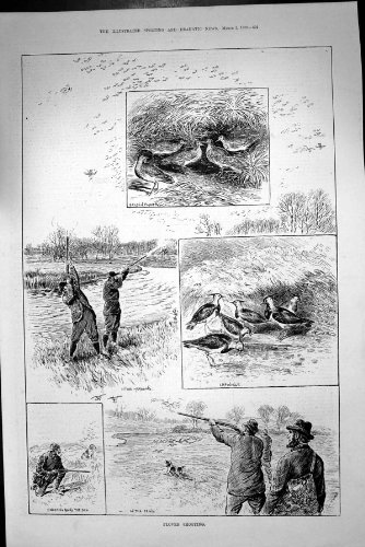 Original old antique victorian print Uccelli del