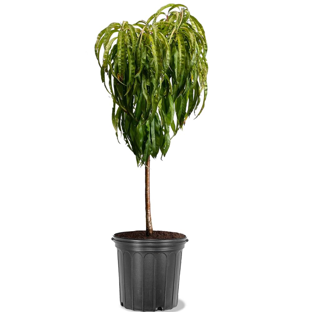 Amazon.com : Generic Bonanza Patio Peach Tree, Compact, Fruit