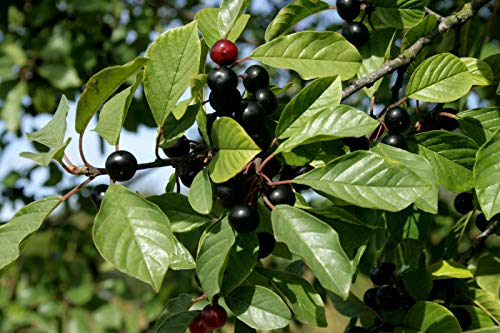 Echter Faulbaum Rhamnus frangula Pflanze 5-10cm Schießbeere...