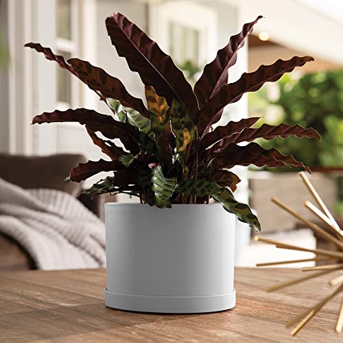 Bloem Mat06907 Mathers Planter W/Saucer Tray-6" Cement Gray Garden Plater, White #TOP3