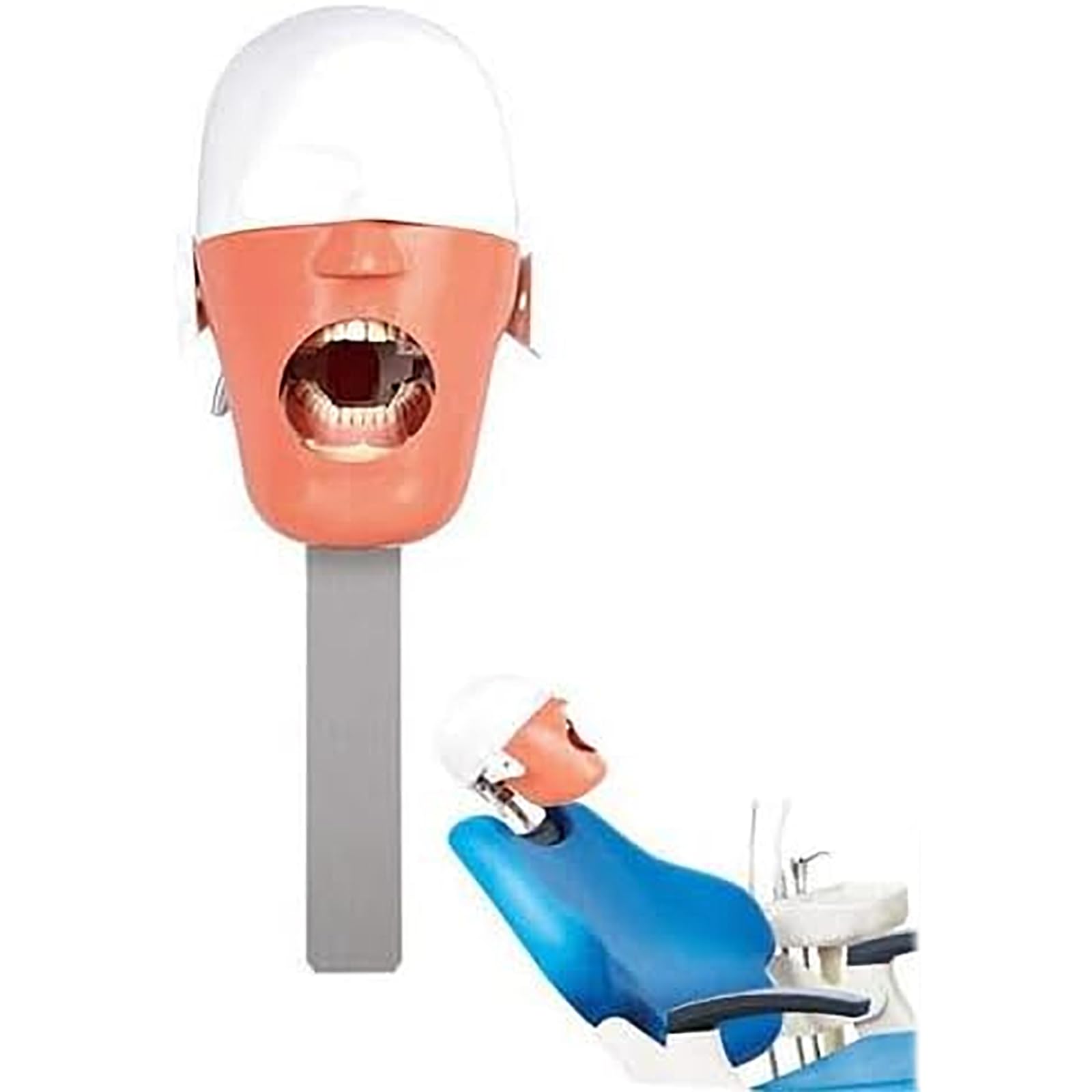 Dentalsimulator, Dental-Phantomkopfmodell Mit Tischmontage, 360° Verstellbar, 1:1 Hohe Emulation, Zähne Können Bewegt Und Entleert Werden, Sicher Und Geruchlos,für Zahnärzte, Zahnarzthelferinnen