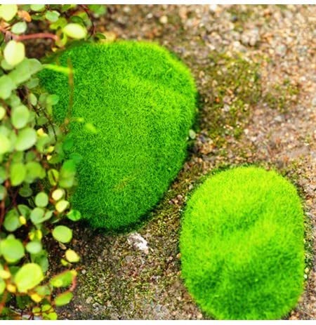 Moos Samen Bonsai Set - 50 Stück Seltene Moos Pflanzen Für Zimmer & Garten